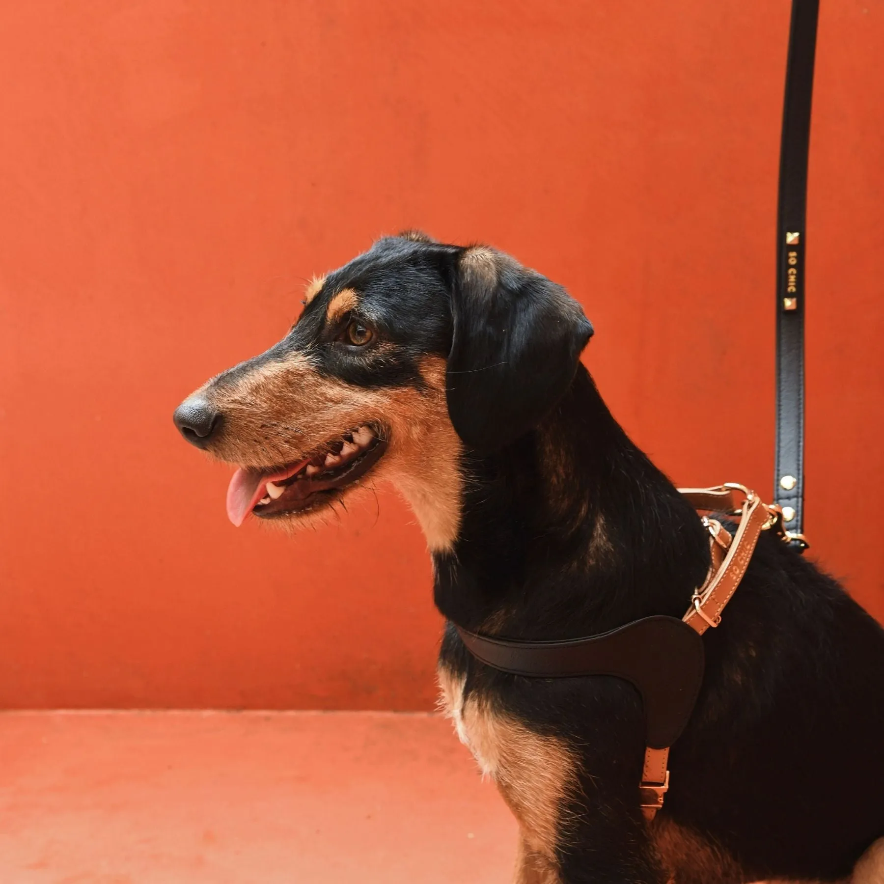 Harness - Black & Brown