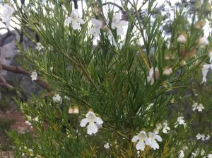 Prostanthera nivea Box Of Snowy Mint Bush